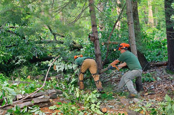 Best Stump Grinding Near Me  in Lakewood, WA